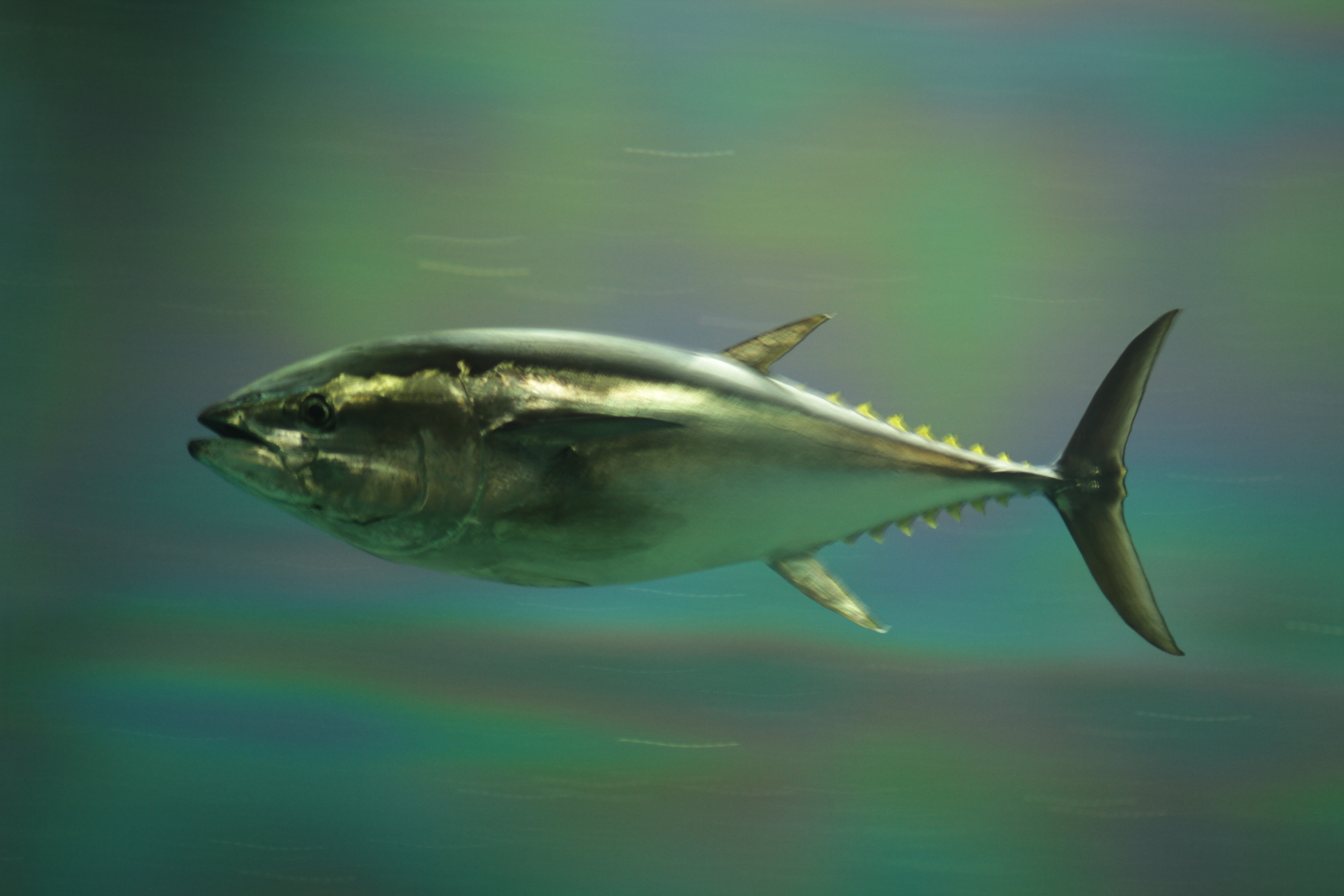 Pacific_bluefin_tuna