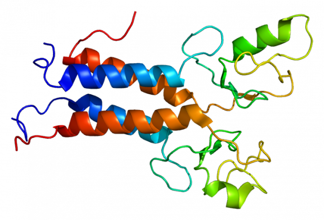 Representación de BRCA1, que es la proteína que expresa el gen BRCA1 (Imagen: Emw, Wikipedia)