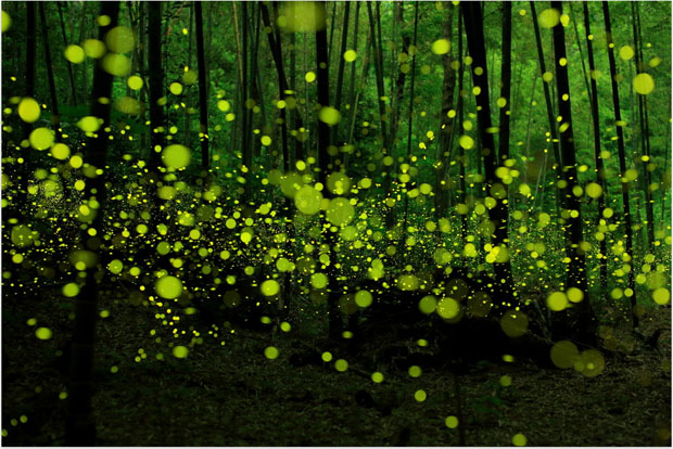 Imagen: “Last Dance of the Fireflies” de Yume Cyan