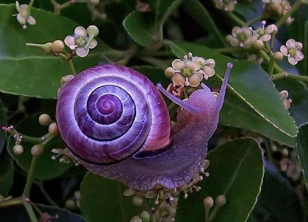 purple_snail-1511874