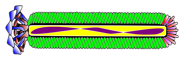 Estructura del fago M13. En violeta la hebra sencilla de ADN.