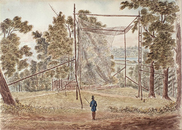 Red para la caza de palomas viajeras, 1829