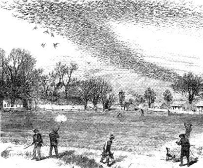 Cazando palomas viajeras en 1875