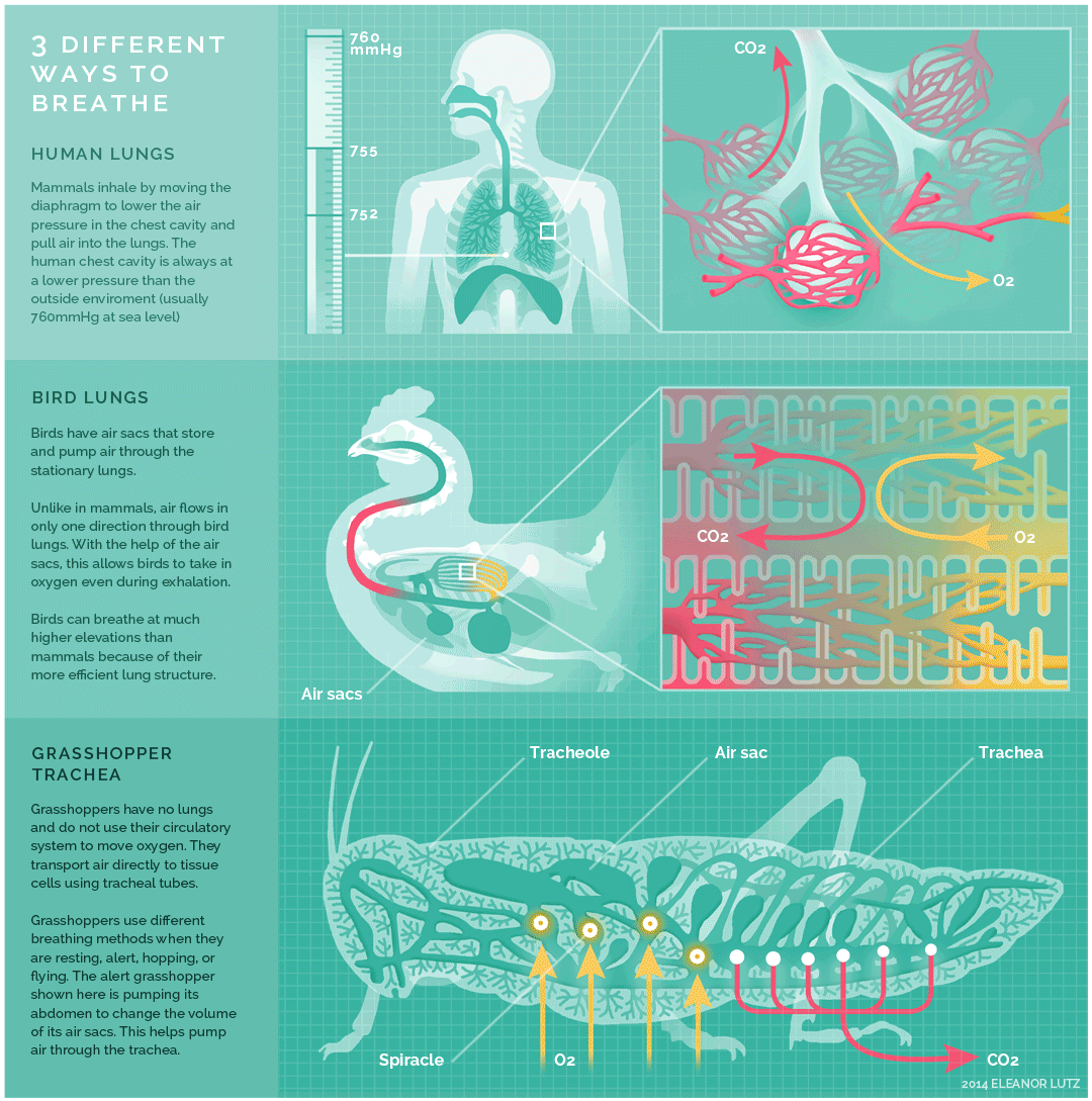 Las infografías como medio para comunicar la ciencia.