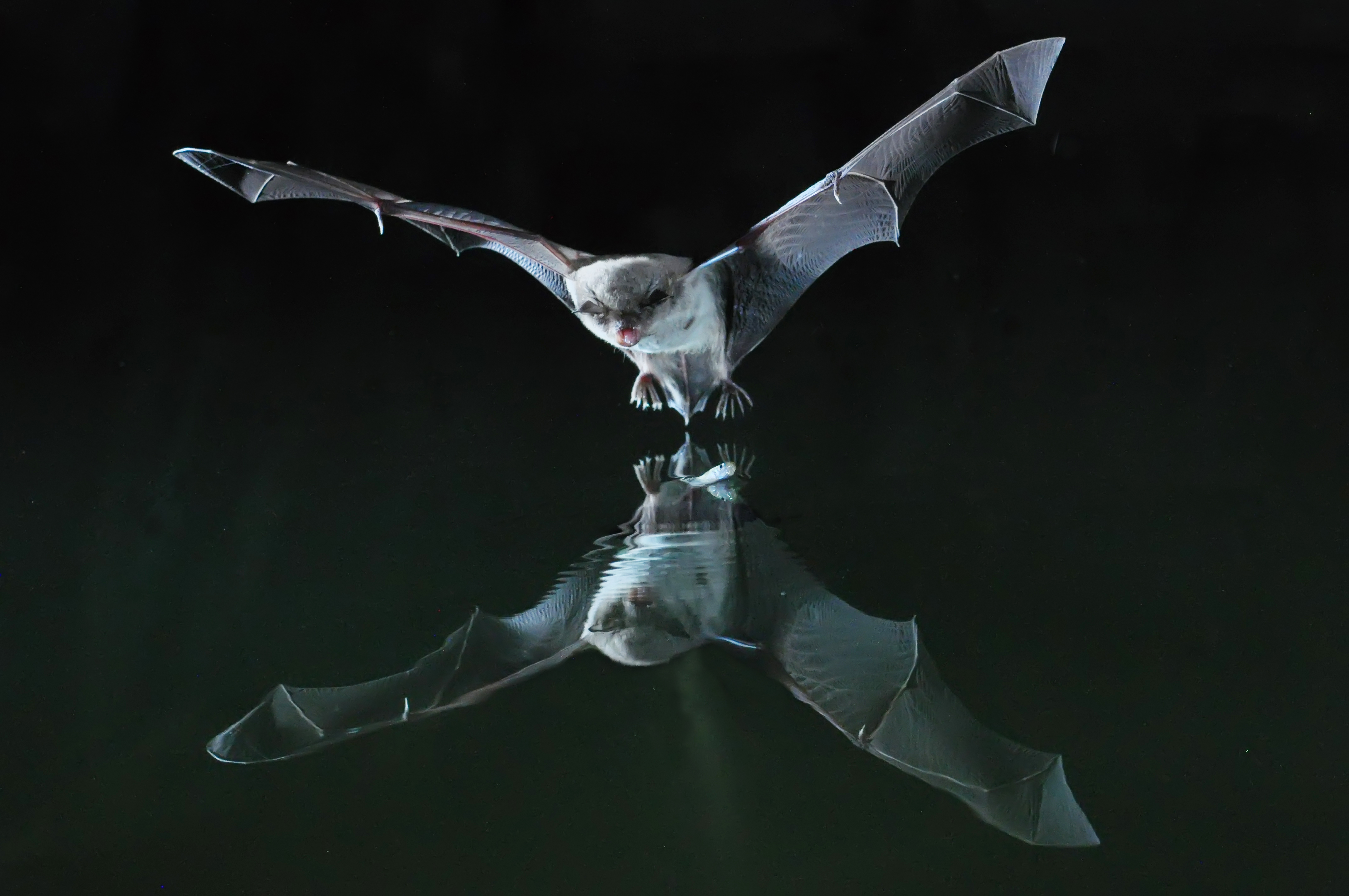 Las artes del murciélago patudo