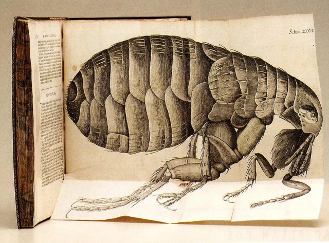 Desplegable de la "Micrographia" de Hooke