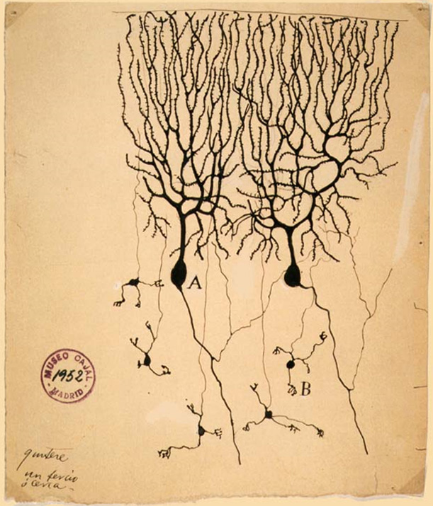 Células de Purkinje tal y como las dibujó Ramón y Cajal tras observarlas por el microscopio en 1899.