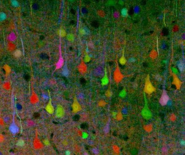 Neuronas cerebrales de ratón donde se ha utilizado la técnica Brainbow para marcar individualmente las neuronas con distintos colores.