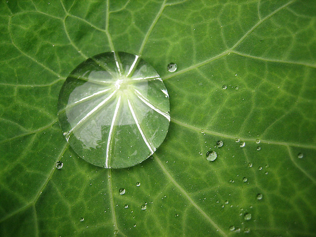 water-droplet-on-leaf