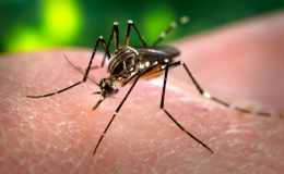 El virus del Zika: ¿la penúltima amenaza?