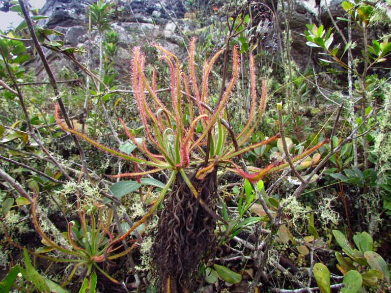 1. Drosera magnifica in habitat_5_photo by Paulo Gonella