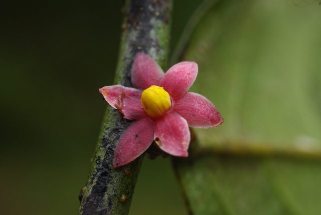 2. Flower of Sirdavidia solannona Annonaceae_gen_nov_Gabon_Mt-Cristal_Nov2013_122