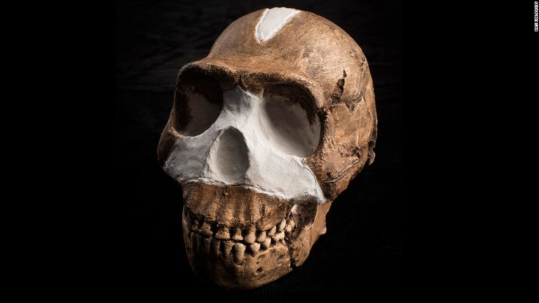 2. Homo naledi skull. John Hawks-Wits University