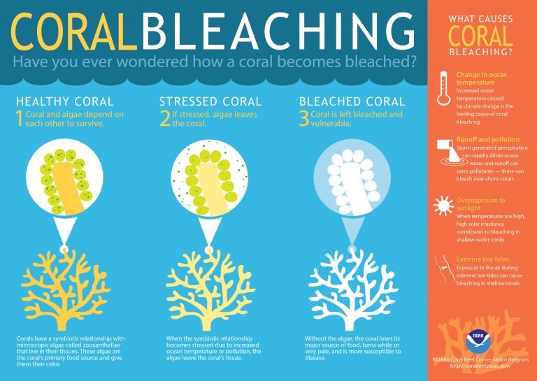 coralbleaching-large
