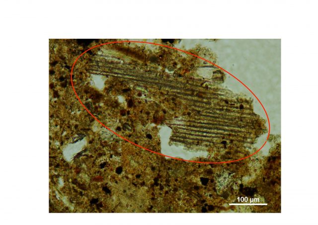 Fragmento microscópico vegetal de edad calcolítica usado como forraje o como cama para el ganado en San Cristóbal.