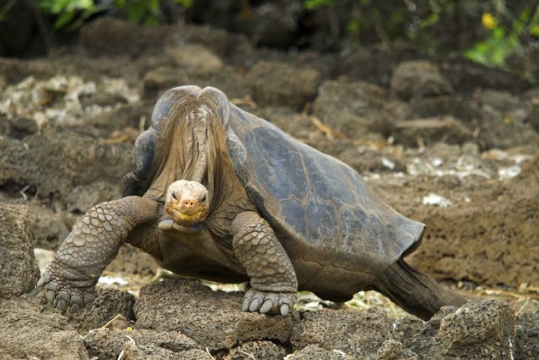 A Pinta Island Giant Galapagos Tortoise (Chelonoidis nigra abingdoni). This individual, known as Lonesome George, died in 2012.
