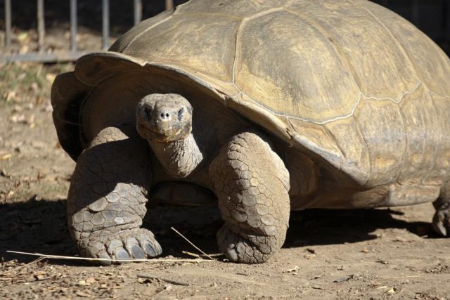 Clarence, la tortuga galápago de 75 años, que se escapó de su cerca de la Universidad de Moorpark, California. Fuente: Moorpark College