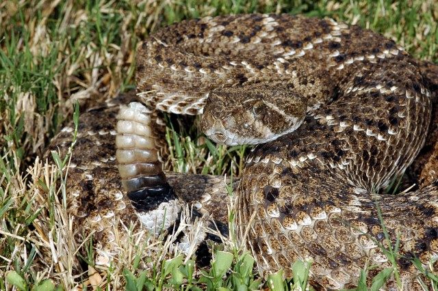 Crotalus atrox, una de las serpientes que llaman “de cascabel”. Fotografía de Clinton & Charles Robertson from Del Rio, Texas & San Marcos, TX, USA – Western Diamondback Rattlesnake (Cortalus atrox), CC BY 2.0,