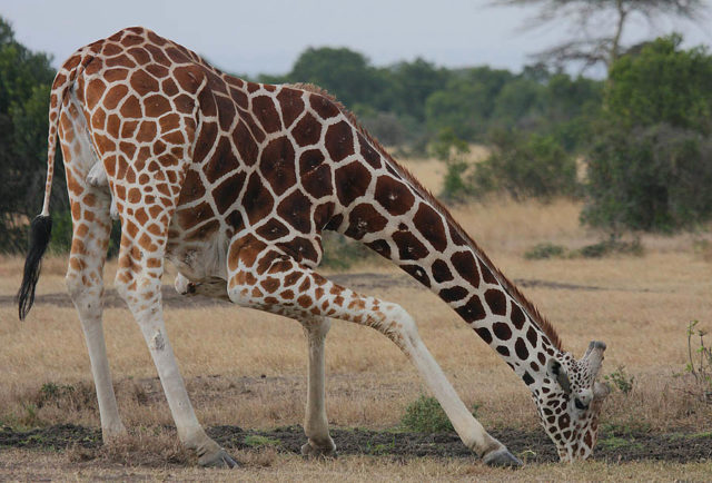 jirafa-africana-bebiendo