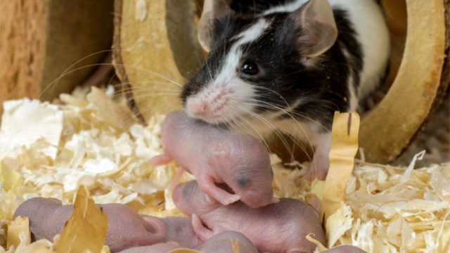 Los ratones parecen estar un paso más cerca de la inmortalidad.