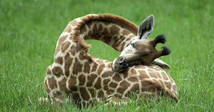 sleeping-giraffes-fb__700