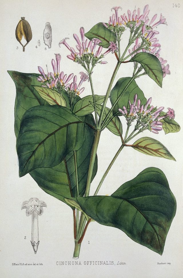 Quinine_plant_from_medicinal_plants_by_Robert_Bentley_1880._Wellcome_L0019168-640x972.jpg