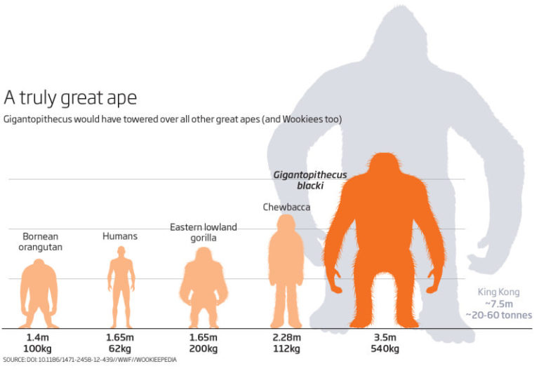 G gigantopithecus web 800x565 Cuaderno De Cultura Cient fica