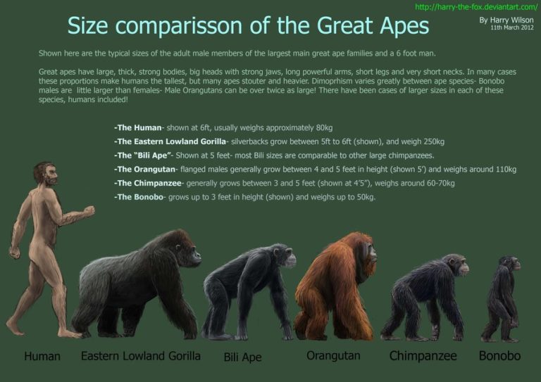 great_ape_size_chart_by_harry_the_fox-d4sh0uc