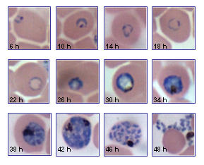 Blood_stages_of_P._falciparum_over_48h