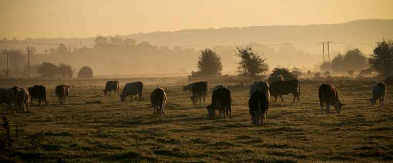 Un rebaño de vacas pastando como sistema complejo