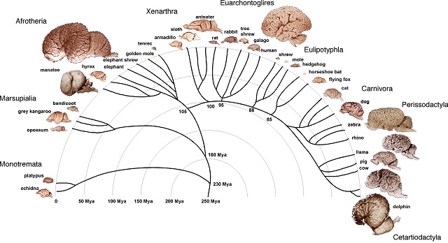 Sistemas nerviosos: evolución del tamaño encefálico