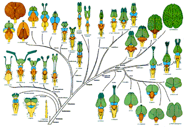 Sistemas nerviosos: evolución de la estructura encefálica