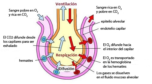 intercamio-gases-alveolo