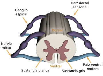 nervioso-medula02