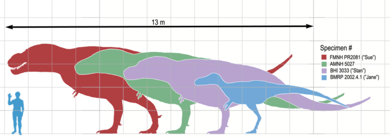 Distintos especímenes de tiranosaurio comparados con un humano