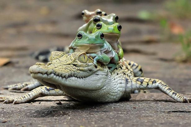 PAY-The-five-frogs-look-out-from-over-the-top-of-the-crocodiles-head
