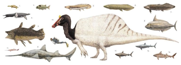 Spinosaurus comparado con animales actuales