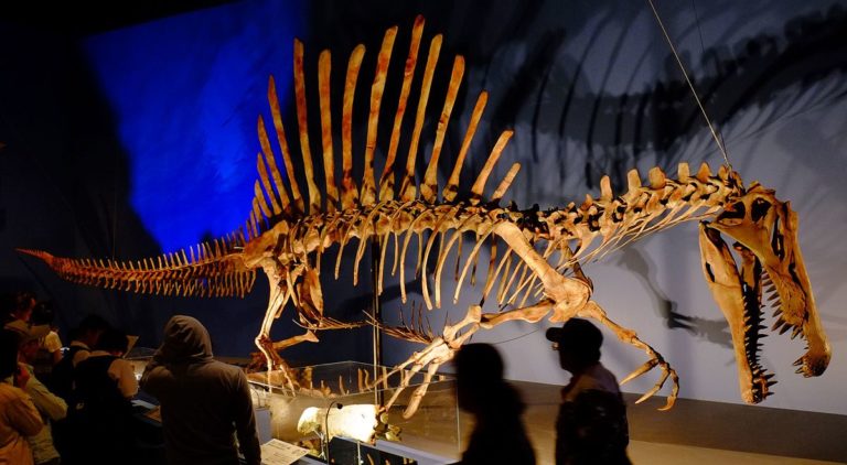 Spinosaurus expuesto en Japón