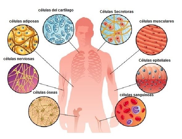 Los tipos celulares humanos y su origen embrionario