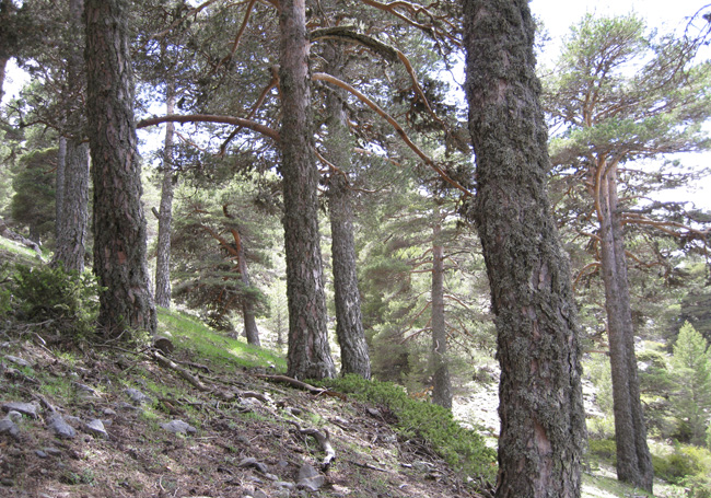 20171220pinu gorria (Pinus sylvestris) Asier Herrero_dest