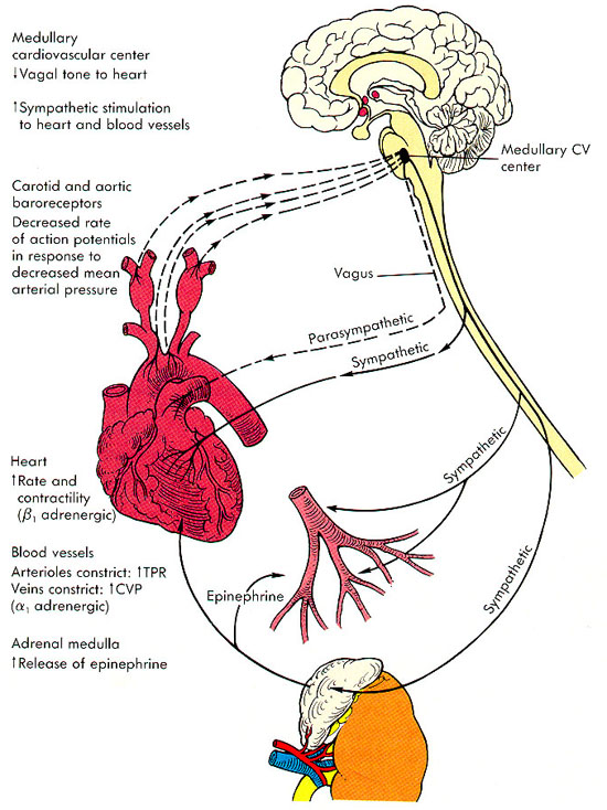 centro cardiovascular medular