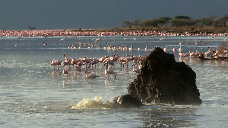 large-group-of-flamingo-preening-and-feeding-with-steam-rising-from-hot-water-geysers-in-lake-bogoria-kenya_r3bq3juut__F0000