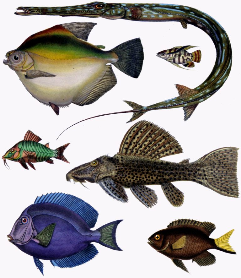 F_de_Castelnau-poissons_-_Diversity_of_Fishes_(Composite_Image)