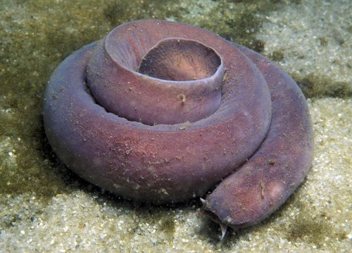 Animales en equilibrio osmótico: invertebrados marinos y peces bruja