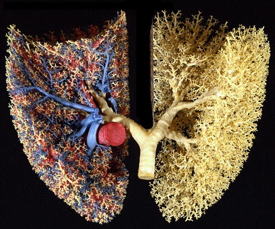 La forma fractal de mapas y pulmones