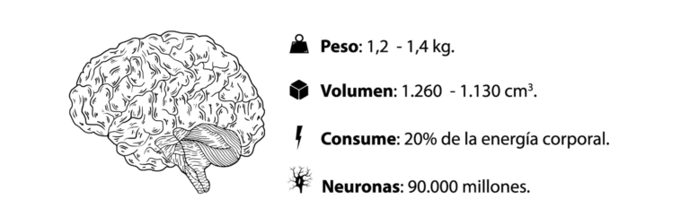 Cerebro humano &#8211; Irene Manrique