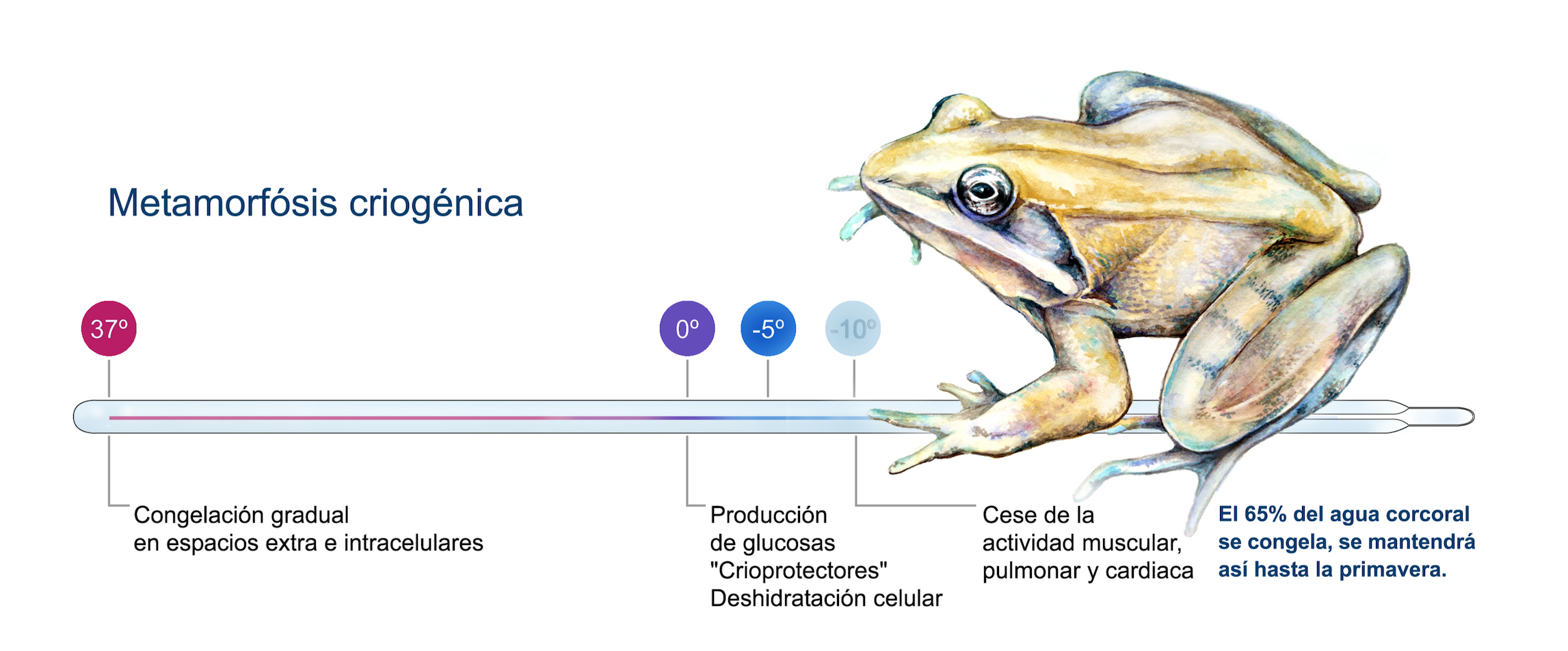 El salto de la rana, y familia — Cuaderno de Cultura Científica