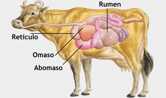 El estómago (u órgano equivalente)
