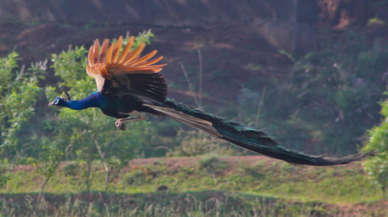 Peacock_Flying