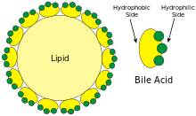 220px-Lipid_and_bile_salts.svg